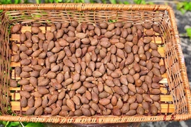 Loại hạt nghe quen, nhìn lạ, ví như “yến của núi rừng”