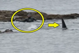 Clip: Sợ “xanh mặt” trước cảnh cá voi sát thủ rình bắt người 