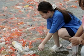 Giới trẻ Hà Nội thích thú với hàng nghìn chú cá Koi Hồ Tây