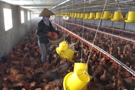 Hà Nội: Ít nhất 1 vùng chăn nuôi gia cầm cấp xã đạt an toàn dịch bệnh vào năm 2026