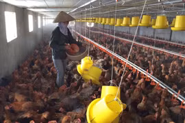 Hà Nội: Ít nhất 1 vùng chăn nuôi gia cầm cấp xã đạt an toàn dịch bệnh vào năm 2026