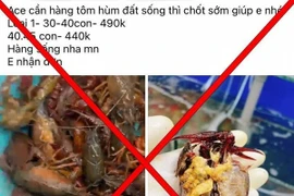  Tôm hùm đất nguy hại được rao bán tràn lan tiền triệu