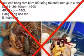  Tôm hùm đất nguy hại được rao bán tràn lan tiền triệu
