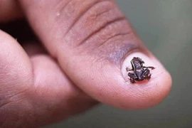 Động vật có xương sống nhỏ nhất thế giới