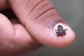 Động vật có xương sống nhỏ nhất thế giới