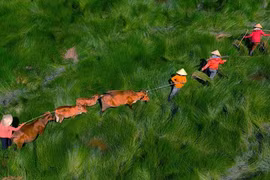 “Lộc trời ban” cánh đồng cỏ năng đẹp mê ly duy nhất ở Miền Trung