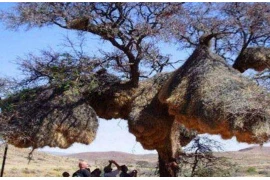 Tổ chim lớn nhất thế giới, không ai dám lấy trứng ra