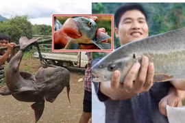 4 loại cá quý hiếm sông Hồng nguy cơ tuyệt chủng, có loại 10 triệu/kg