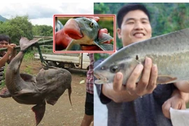 4 loại cá quý hiếm sông Hồng nguy cơ tuyệt chủng, có loại 10 triệu/kg