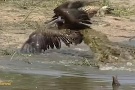 Cò Marabou dùng kế bẩn “mượn tay” cá sấu để tiêu diệt đối thủ