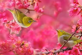 4 con giáp tháng 8 gặp quý nhân, công việc thuận lợi