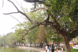 Định giá cây sưa đỏ ở Bờ Hồ sắp bị đốn hạ