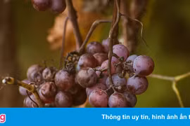 Ăn nho giúp giảm nguy cơ cháy nắng
