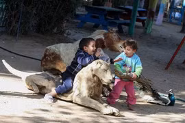 “Rùng mình” trước cảnh lấy xác thú khô làm đồ chơi ở Gaza