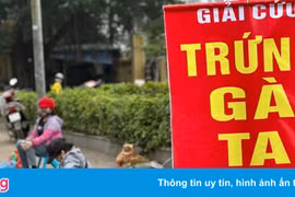 Đề nghị không mua trứng gia cầm bán 'giải cứu'