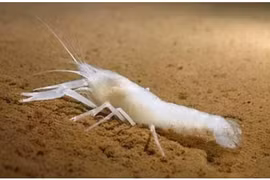 Tôm mù trắng sống trong miệng núi lửa biển sâu 450 ℃ 