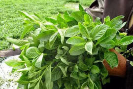 Trồng rau rừng trên đất phèn, nông dân Tây Ninh khiến cả làng phục lăn