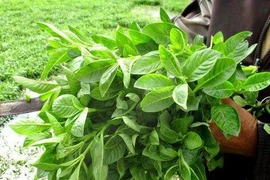 Trồng rau rừng trên đất phèn, nông dân Tây Ninh khiến cả làng phục lăn