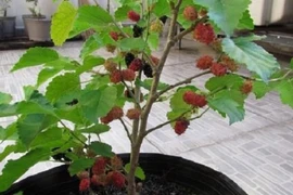 4 loại cây khắc tinh của Thần Tài, “cắt ngang” lộc lá