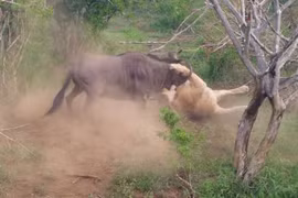 CLIP: Linh dương đầu bò ác chiến với sư tử, giành lại sự sống ngoạn mục