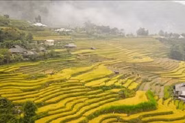 'Tiếng gọi mùa vàng' - trải nghiệm ruộng bậc thang Hoàng Su Phì