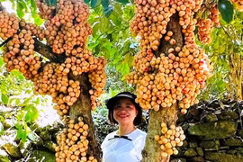 Một làng cổ nổi tiếng Quảng Nam trái cây đủ màu xanh, đỏ, tím, vàng