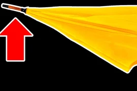 Tại sao ô có đầu nhọn + 19 kiến thức ẩn giấu mà chỉ 1% biết