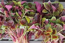 Những loại rau 'bổ hơn thịt' bán ngoài chợ giá rẻ bèo