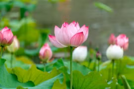 Về già, dù thương con đến mấy cũng đừng làm bốn điều này