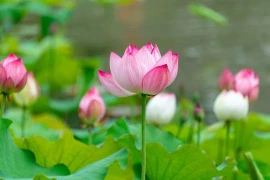 Về già, dù thương con đến mấy cũng đừng làm bốn điều này