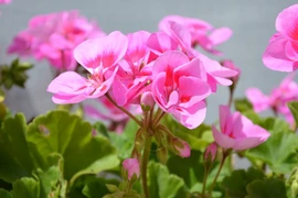 Sinh vào 6 ngày Âm lịch này, tự lập tự cường