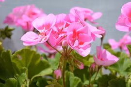 Sinh vào 6 ngày Âm lịch này, tự lập tự cường