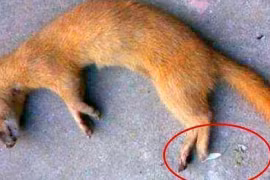 Tại sao tổ tiên chúng ta lại bảo rằng không thể giết chồn?