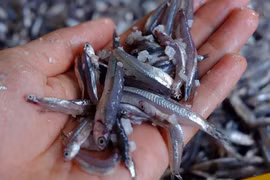 Loại cá bé tí quê mùa bỗng thành đặc sản giá 360.000/kg