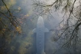 Đằng sau cái chết bí ẩn của cá tầm Canada