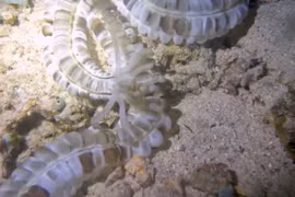 Loài hải sâm như ngoài hành tinh dưới đáy đại dương