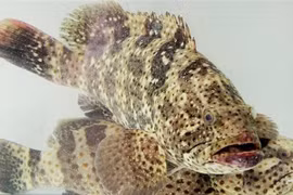 Công ty than chi gần 5 tỷ đồng mua cá song cho nhân viên