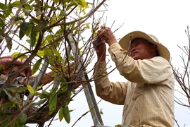 "Lộ diện" những cây mai vàng giá 1-3 tỷ ở Bà Rịa-Vũng Tàu