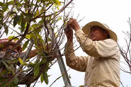 "Lộ diện" những cây mai vàng giá 1-3 tỷ ở Bà Rịa-Vũng Tàu