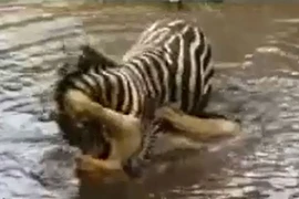 Video: Sư tử suýt chết đuối vì bị ngựa vằn dìm xuống sông