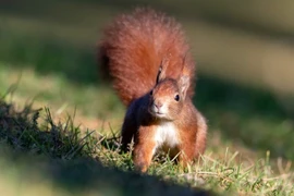 Trung Quốc huấn luyện sóc đánh hơi ma túy