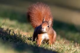 Trung Quốc huấn luyện sóc đánh hơi ma túy