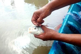 Loài cá đặc sản quý hiếm ở Việt Nam "suýt tuyệt chủng"