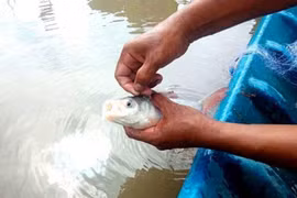 Loài cá đặc sản quý hiếm ở Việt Nam "suýt tuyệt chủng"