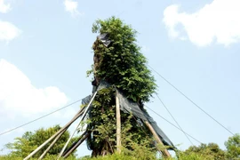 Sự hồi sinh kỳ diệu của cây đa 200 tuổi nặng 120 tấn