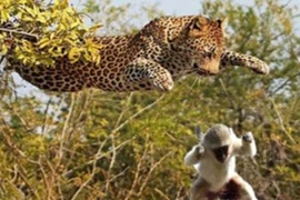 Video: Báo dùng “khinh công” bay trên cây để giết khỉ