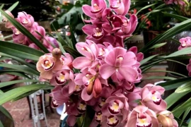 Sau Tết Nguyên đán, 5 loại hoa tại chợ hoa sẽ giảm giá