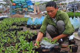 Người dân làng hoa Xuân Quan thu hàng trăm triệu mỗi ngày dịp tết