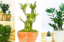 5 loại cây đặt lên bàn thờ tăng cường lộc khí, gia chủ phát tài nhanh