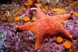 Hình ảnh ấn tượng bầy sao biển đầy màu sắc ăn thịt sư tử biển